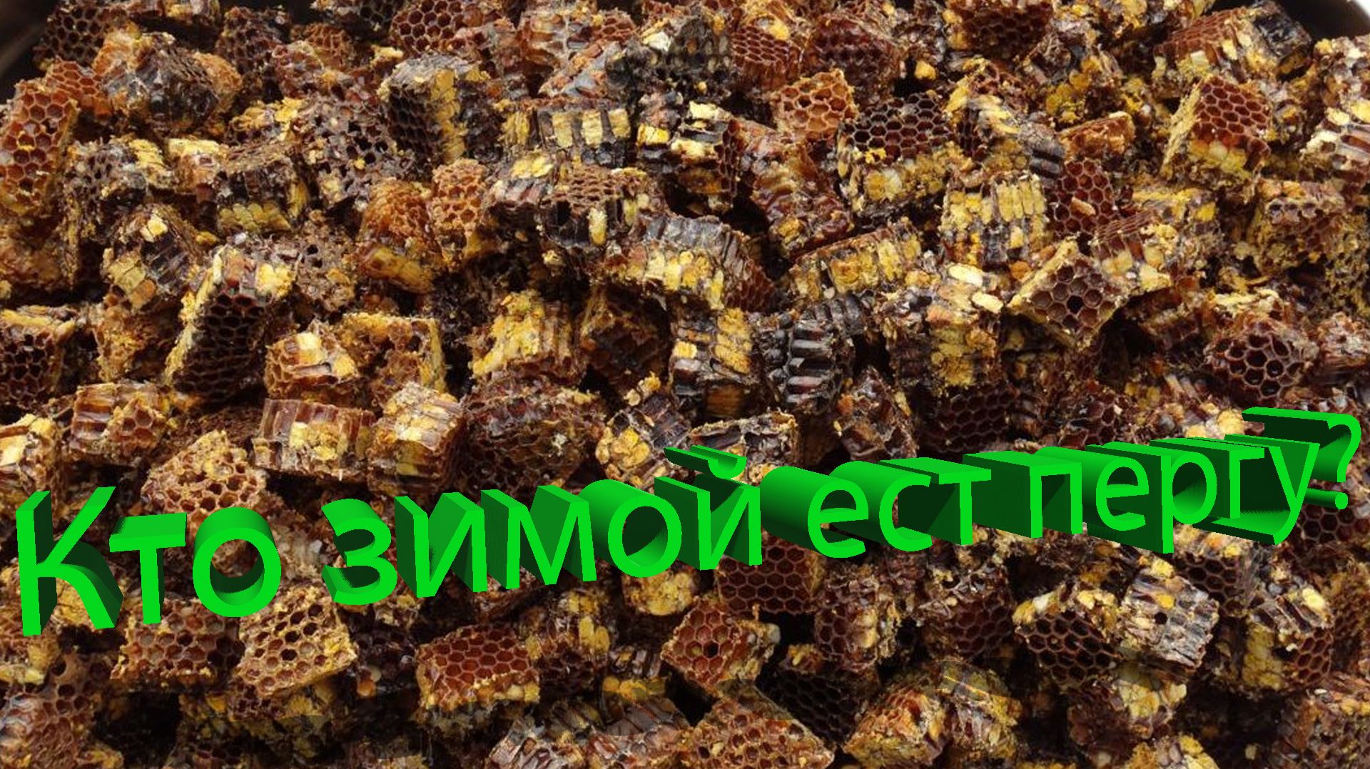 Перга зимой. Кому она жизненно НУЖНА? Ответ Кашковского смотреть онлайн