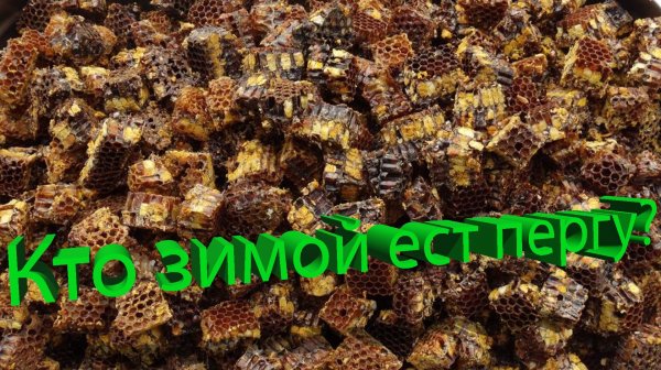 Перга зимой. Кому она жизненно НУЖНА? Ответ Кашковского