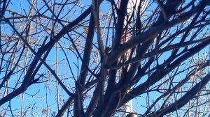 Воробьи зовут весну!🌱🐦🐦🐦