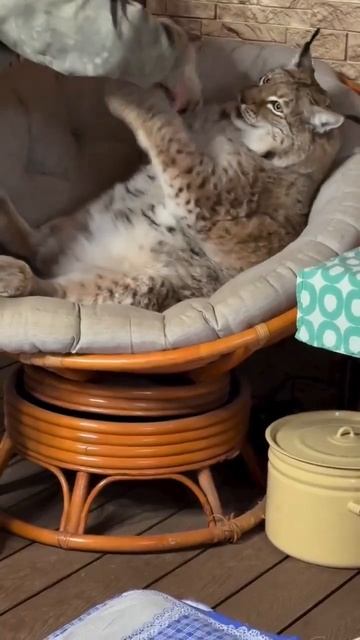 Почесать пузо рыси смотреть онлайн