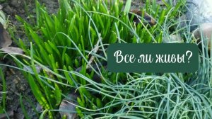 Прогулка по саду после морозов в теплый, южный, февральский день.