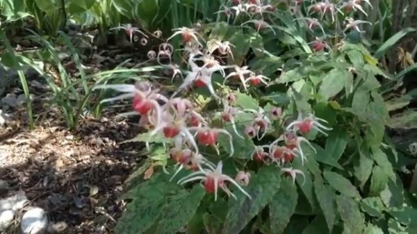 Эпимедиумы с Натаном Урбеном