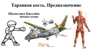 Таранная кость. Предназначение 07.02.2026