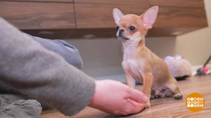 Маленькая собака - все равно собака! Доброе утро. Фрагмент выпуска от 10.02.2026