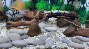 как цихлиды выкосили 100 литровый аквариум