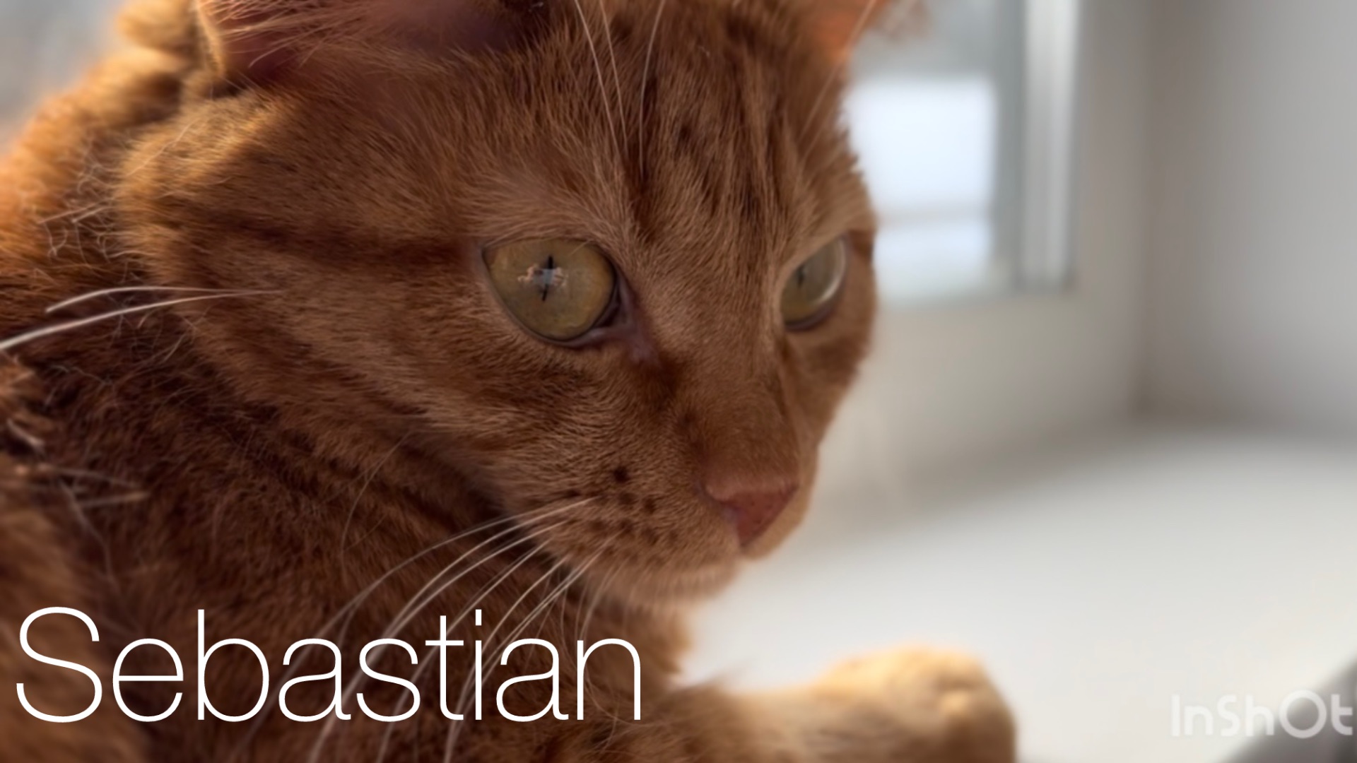 Самый рыжий кот в мире смотреть онлайн