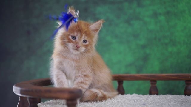 Gabriel 1,5 месяца смотреть онлайн