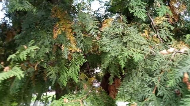 #вспомним лето как оно красиво смотреть онлайн