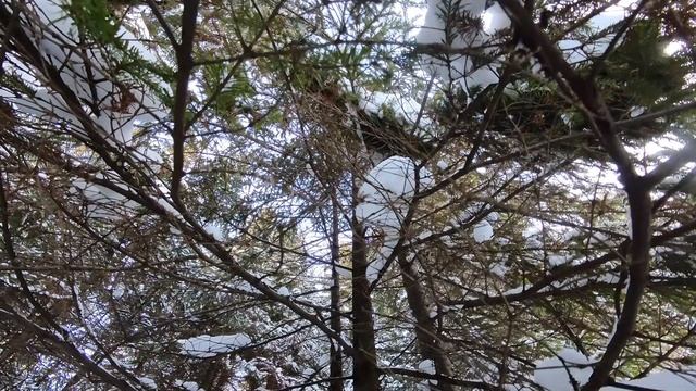 Сказ 3. Велес и муравьи.Зима#природа