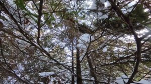 Сказ 3. Велес и муравьи.Зима