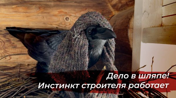 Спят ли птицы в гнезде? Помогаю Гоше строить очаг!