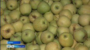 Сад – Гигант Ингушетия" готовит к отправке очередную партию нового урожая