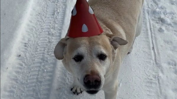 День Рождения Ульзаны и Уланы. anzl.ru