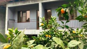 "БАНАН И ФУНДУК" гостевой дом (Лдзаа, Абхазия)