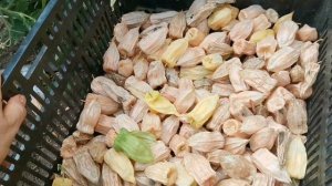 Это чудо обязательно должно расти на Вашем участке! Физалис ФРУКТОВЫЙ Индийский РАСБХАРИ ЯГОДЫ ИНКОВ