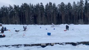 Ежедневный запуск форели