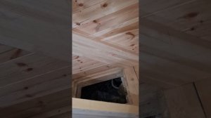 1000048328.mp4 (Собака наблюдает за устройством лестницы на 2 этаж в доме А-фрейм)