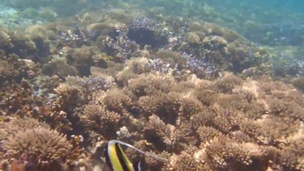 Тайны морских глубин