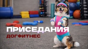 Как научить собаку приседаниям, конь и зайка, трюк приседы, физическое упражнение для собаки