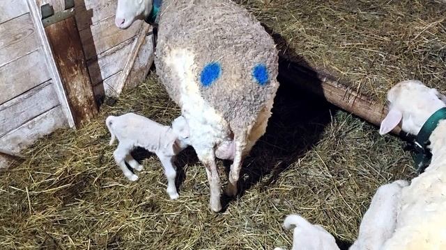 СЕЗОН ЯГНЯТ НА БЕЛОЙ КОЗЕ! смотреть онлайн