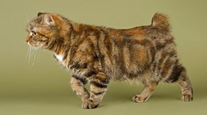 Мэнская кошка