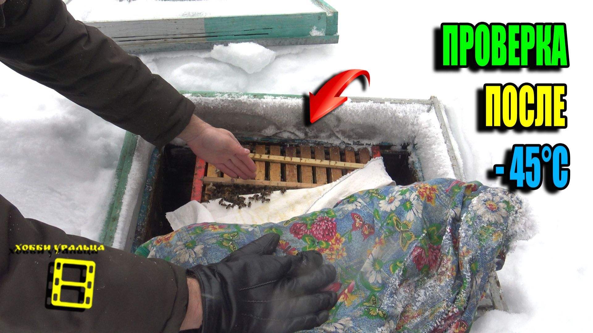 ЗИМНИЙ ОСМОТР ПЧЕЛ. КАК УЗНАТЬ БЕЗ ОСМОТРА, ЖИВЫ ПЧЕЛИНЫЕ СЕМЬИ ИЛИ НЕТ? ПЧЕЛОВОДСТВО 26-03 смотреть онлайн