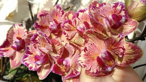 1часть Болталка о бабочках