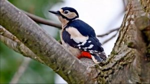 Вечерняя_сказка_Ирина_Токмакова_Читает_Демянко_ТВ