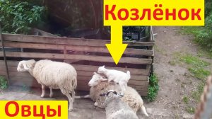 У моей мамы шубка не такая мягкая