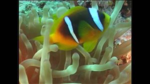 шарм-эль-шейх 2003