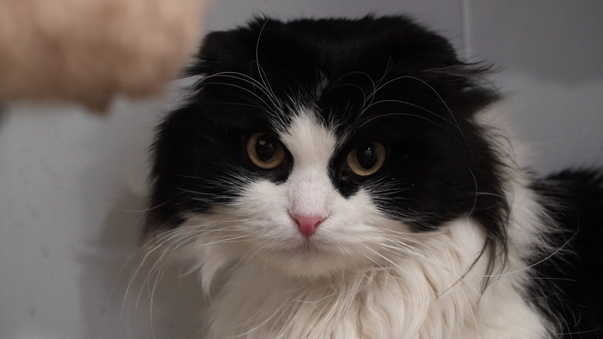 Кот по кличке Вселенское Зло наверняка получит постоянную прописку смотреть онлайн