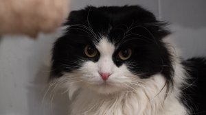 Кот по кличке Вселенское Зло наверняка получит постоянную прописку