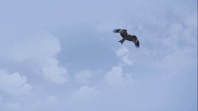 А. Тадинов в студии Гамаюн смотреть онлайн