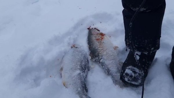 Поимки форели рядом с оградительной сеткой.