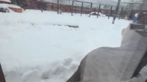 11.02.26Правая лапка передняя замерзлагости ушли