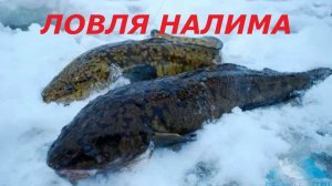 КАК ЛОВИТЬ НАЛИМА в ФЕВРАЛЕ? ТАКТИКИ ЛОВЛИ НАЛИМА на ДОНКИ ЗИМОЙ! СОВЕТЫ для ЛОВЛИ НАЛИМА