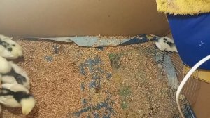 Фито грелка, слепой цыпленок и  о том  какая я ворона.