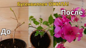 Бугенвиллея ОЖИЛА! Что делать, если саженец замер и не растет?