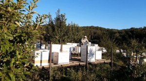 Подготовка к отбору медовых рамок