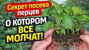 Секрет посева перца о котором все молчат Жалею что раньше об этом не знала