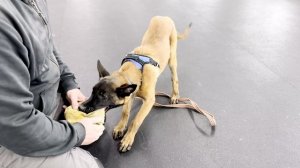 Тестирование щенка ч.2 | Алекс Вяткин