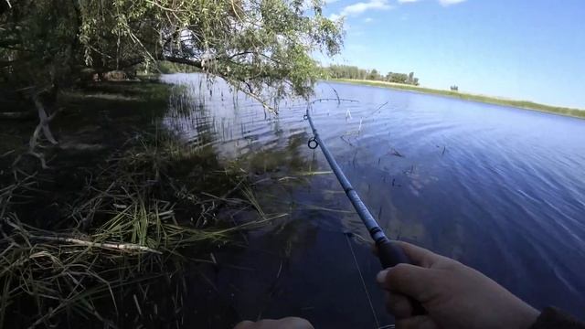 Гнут до воды! Такого клева еще не было! Не успеваю тягать сазанов! Рыбалка на сазана с берега. смотреть онлайн