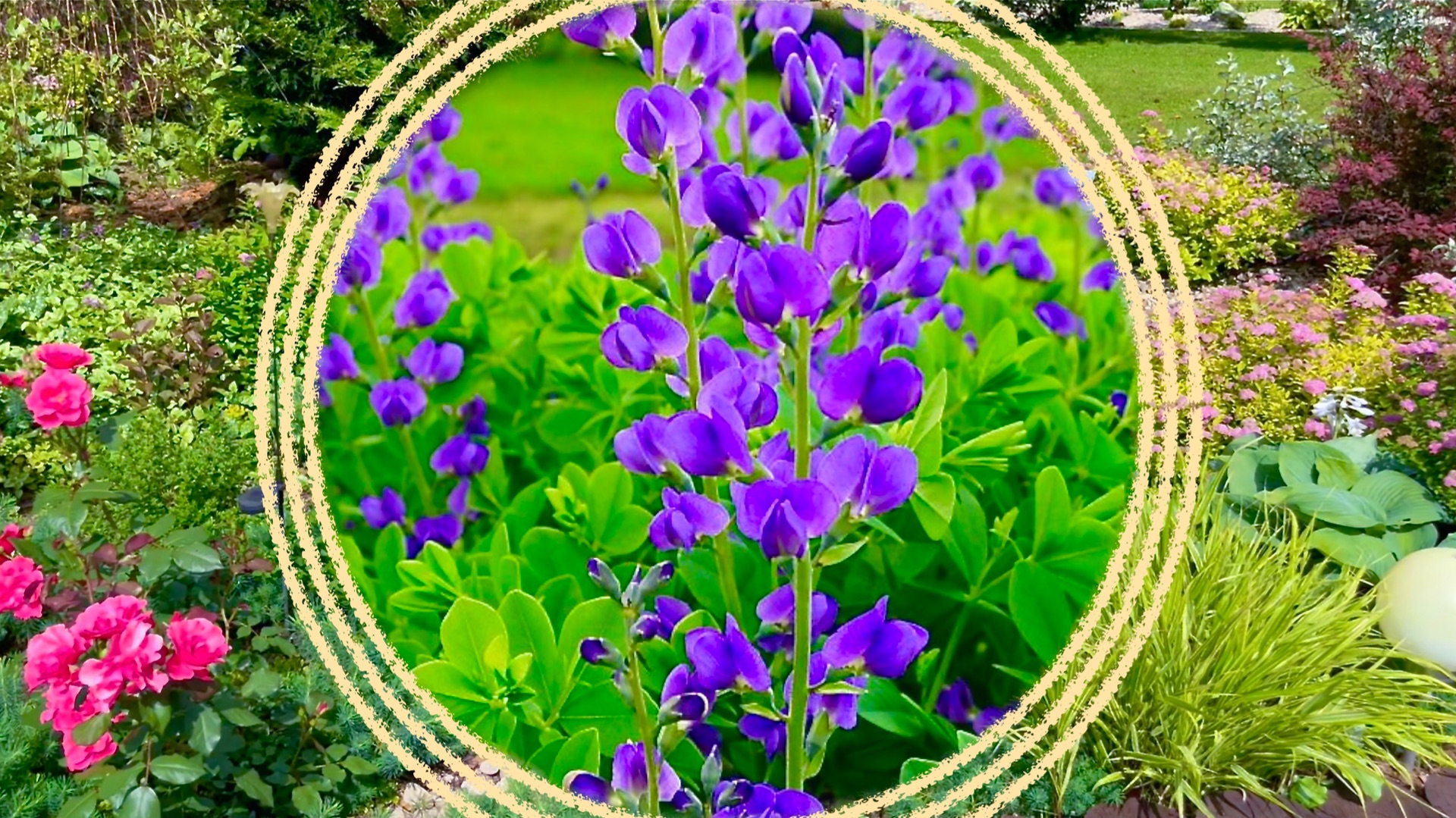 Редкие гости в любительских цветниках. Необычные многолетние растения. смотреть онлайн