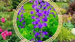 Редкие гости в любительских цветниках. Необычные многолетние растения.