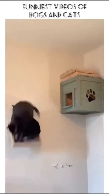 Funny Cat's Videos 2025 #веселыекоты #прикольныекоты #cat #funny #видосыоткота #котофейка смотреть онлайн