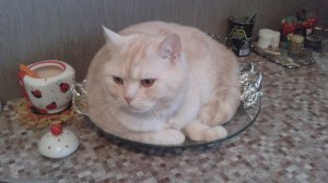 ЗАСОМНЕВАЛСЯ.. ПАПАНЯ😂😂