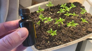 1 Капля и рассада потолстеет на глазах! Лучшая подкормка для любой рассады от вытягивания