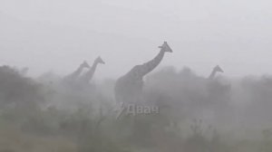 Бедные жирафчики с пожизненным грустным фактом... 🥺