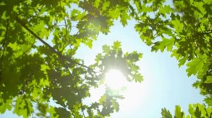 Весенний дождь (из школьно-дворового детства)