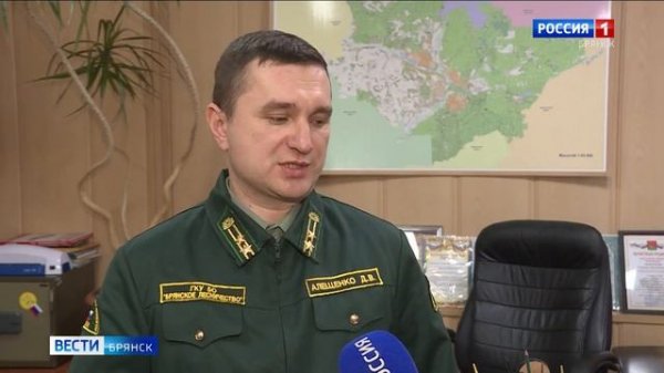 Лесовосстановление в Брянской области в 2026 году